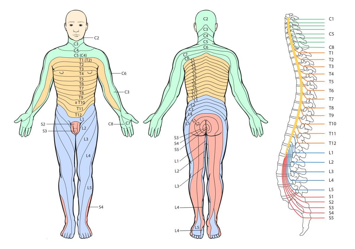 Dermatome